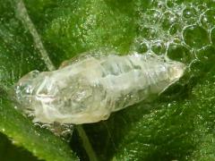 (Cercopidae Froghopper) molted exuvia (Cercopidae Froghopper) molted exuvia