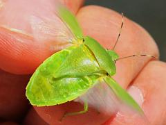 (Green Stink Bug) winging (Green Stink Bug) winging