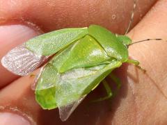 (Green Stink Bug) wings (Green Stink Bug) wings