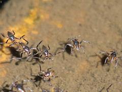 (Smaller Water Strider) skimming (Smaller Water Strider) skimming