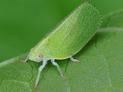 (Green Cone-headed Planthopper) dorsal on Pokeweed (Green Cone-headed Planthopper) dorsal on Pokeweed