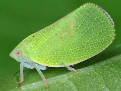 (Green Cone-headed Planthopper) lateral on Pokeweed (Green Cone-headed Planthopper) lateral on Pokeweed
