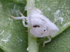 (Citrus Flatid Planthopper) nymph waxy filaments on Pokeweed (Citrus Flatid Planthopper) nymph waxy filaments on Pokeweed