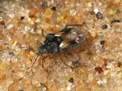 (Hebrus Velvet Water Bug) dorsal (Hebrus Velvet Water Bug) dorsal