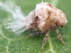 (Acanaloniid Planthopper) nymph (Acanaloniid Planthopper) nymph