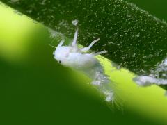 (Northern Flatid Planthopper) nymph (Northern Flatid Planthopper) nymph