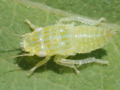 (Gyponini Leafhopper) nymph (Gyponini Leafhopper) nymph