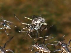 (Rhagovelia Water Strider) mating front (Rhagovelia Water Strider) mating front