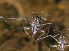 (Rhagovelia Water Strider) pair rear (Rhagovelia Water Strider) pair rear