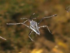 (Broad-shouldered Water Strider) female (Broad-shouldered Water Strider) female