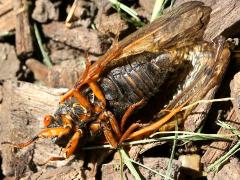 (Dwarf Periodical Cicada) male ventral (Dwarf Periodical Cicada) male ventral
