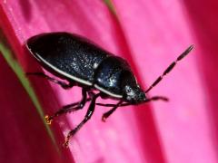 (White-margined Burrower Bug) profile (White-margined Burrower Bug) profile