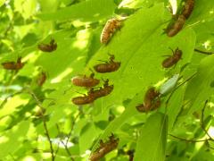 (Dwarf Periodical Cicada) molted exuviae on Hackberry (Dwarf Periodical Cicada) molted exuviae on Hackberry