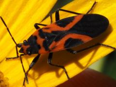 (False Milkweed Bug) dorsal (False Milkweed Bug) dorsal