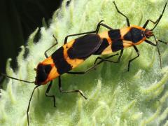 (Large Milkweed Bug) mating dorsal (Large Milkweed Bug) mating dorsal