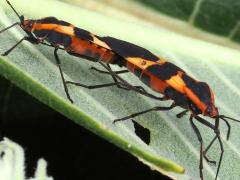 (Large Milkweed Bug) mating lateral (Large Milkweed Bug) mating lateral