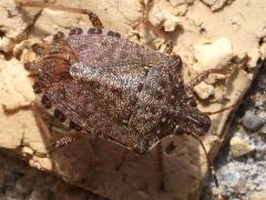 (Brown Marmorated Stink Bug) dorsal (Brown Marmorated Stink Bug) dorsal