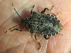 (Brown Marmorated Stink Bug) dorsal (Brown Marmorated Stink Bug) dorsal