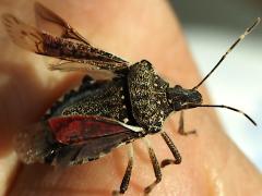 (Brown Marmorated Stink Bug) wings (Brown Marmorated Stink Bug) wings