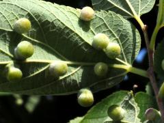 (Hackberry Nipplegall Psyllid) underside galls on Hackberry (Hackberry Nipplegall Psyllid) underside galls on Hackberry