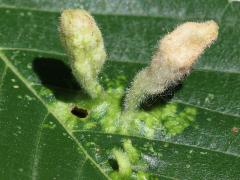 (Oriental Grass Root Aphid) upperside galls on American Elm (Oriental Grass Root Aphid) upperside galls on American Elm