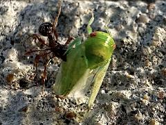 (Eight-lined Leafhopper) and Myrmica Furrowed Ant (Eight-lined Leafhopper) and Myrmica Furrowed Ant