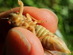 (Dwarf Periodical Cicada) female molted ventral (Dwarf Periodical Cicada) female molted ventral