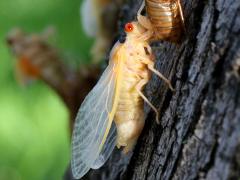 (Dwarf Periodical Cicada) female molting from nymph (Dwarf Periodical Cicada) female molting from nymph