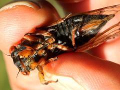 (Dwarf Periodical Cicada) female ventral (Dwarf Periodical Cicada) female ventral