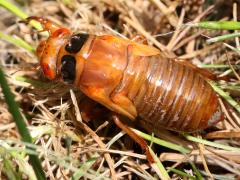 (Dwarf Periodical Cicada) nymph crawling (Dwarf Periodical Cicada) nymph crawling