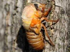 (Dwarf Periodical Cicada) nymph dorsal (Dwarf Periodical Cicada) nymph dorsal