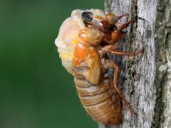 (Dwarf Periodical Cicada) nymph lateral (Dwarf Periodical Cicada) nymph lateral