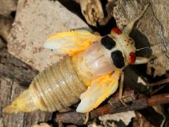 (Dwarf Periodical Cicada) female teneral dorsal (Dwarf Periodical Cicada) female teneral dorsal