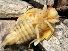 (Dwarf Periodical Cicada) female teneral ventral (Dwarf Periodical Cicada) female teneral ventral