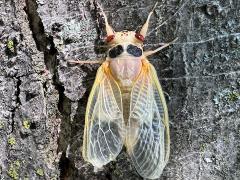 (Dwarf Periodical Cicada) female teneral dorsal (Dwarf Periodical Cicada) female teneral dorsal