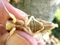 (Dwarf Periodical Cicada) female teneral ventral (Dwarf Periodical Cicada) female teneral ventral