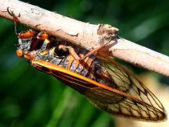 (Pharaoh Periodical Cicada) female ventral (Pharaoh Periodical Cicada) female ventral