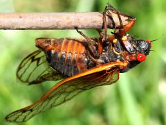 (Pharaoh Periodical Cicada) male ventral (Pharaoh Periodical Cicada) male ventral