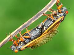 (Dwarf Periodical Cicada) mating ventral (Dwarf Periodical Cicada) mating ventral