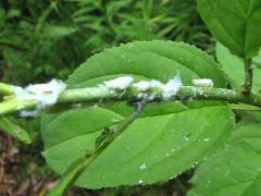 (Flatid Planthopper) nymphs (Flatid Planthopper) nymphs