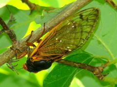(Dwarf Periodical Cicada) on Gray Dogwood (Dwarf Periodical Cicada) on Gray Dogwood