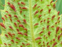 (Brown Ambrosia Aphid) on Cup Plant (Brown Ambrosia Aphid) on Cup Plant
