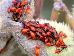 (Large Milkweed Bug) pod on Common Milkweed (Large Milkweed Bug) pod on Common Milkweed