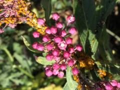 (Oleander Aphid) on Swamp Milkweed (Oleander Aphid) on Swamp Milkweed