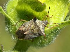 (Euschistus Stink Bug) dorsal (Euschistus Stink Bug) dorsal
