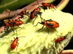 (Large Milkweed Bug) pod on Common Milkweed (Large Milkweed Bug) pod on Common Milkweed
