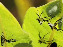 (Large Milkweed Bug) molted exuviae on Common Milkweed (Large Milkweed Bug) molted exuviae on Common Milkweed