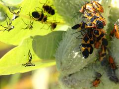 (Large Milkweed Bug) pod on Common Milkweed (Large Milkweed Bug) pod on Common Milkweed