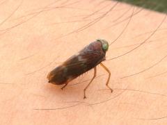 (Coppery Leafhopper) lateral (Coppery Leafhopper) lateral