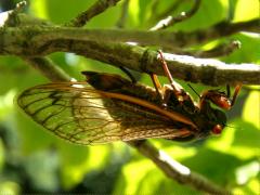 (Pharaoh Periodical Cicada) female ovipositing (Pharaoh Periodical Cicada) female ovipositing